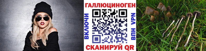 купить наркоту  Шацк  Галлюциногенные грибы Psilocybe 
